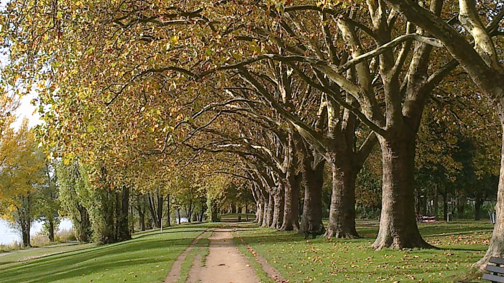 letzte Kilometer auf der Bonner Rheinpromenade (Foto von früher)